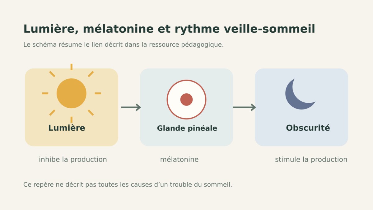 Infographie sur le lien entre lumière, obscurité, mélatonine et rythme veille-sommeil.